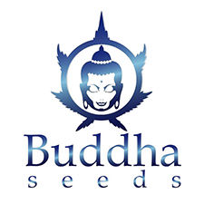 BuddaSeeds